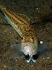 Trachinus draco 1